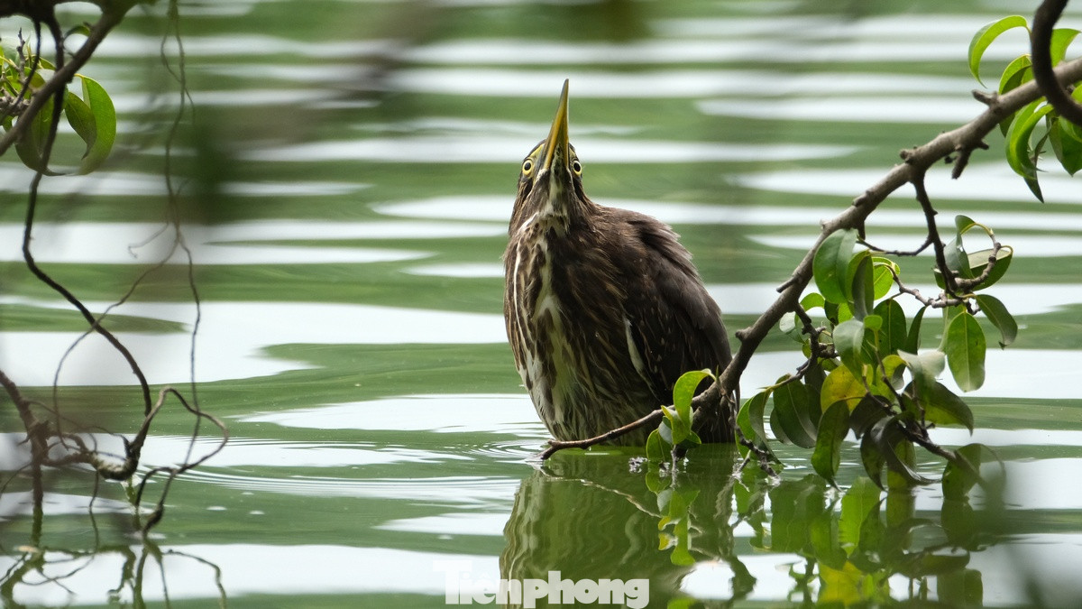 Thời gian gần đây, quanh khu vực Hồ Gươm không khó để bắt gặp những chú chim tự nhiên đậu trên những cành cây xanh ngay gần bờ. Thời gian gần đây, quanh khu vực Hồ Gươm không khó để bắt gặp những chú chim tự nhiên đậu trên những cành cây xanh ngay gần bờ.