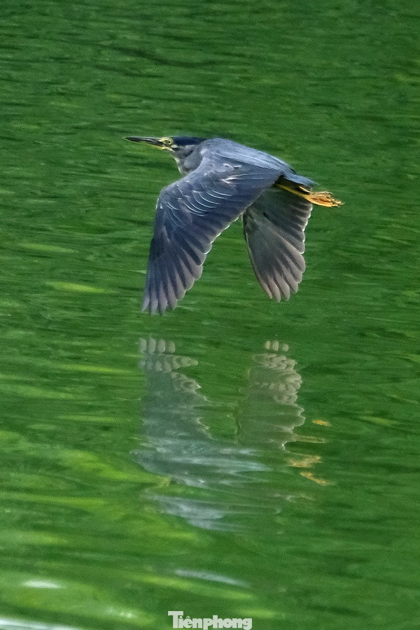 Hình ảnh chim tung bay soi bóng trên mặt Hồ Gươm tạo nên cảnh thơ mộng và yên bình. Hình ảnh chim tung bay soi bóng trên mặt Hồ Gươm tạo nên cảnh thơ mộng và yên bình.