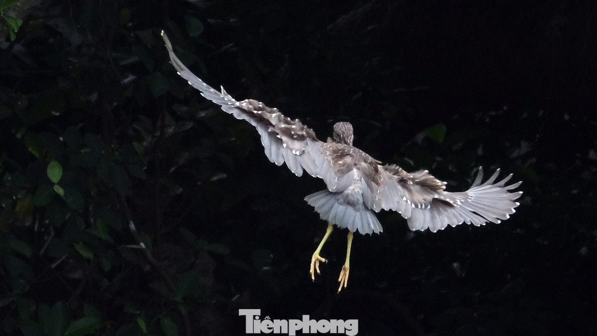 Theo một số chuyên gia, để chim tự nhiên về đây làm tổ chứng tỏ môi trường và khu vực xung quanh Hồ Gươm tương đối yên tĩnh, không có tiếng động quá lớn và nguồn thức ăn dồi dào đã thu hút chim tự nhiên về cư trú. Theo một số chuyên gia, để chim tự nhiên về đây làm tổ chứng tỏ môi trường và khu vực xung quanh Hồ Gươm tương đối yên tĩnh, không có tiếng động quá lớn và nguồn thức ăn dồi dào đã thu hút chim tự nhiên về cư trú.