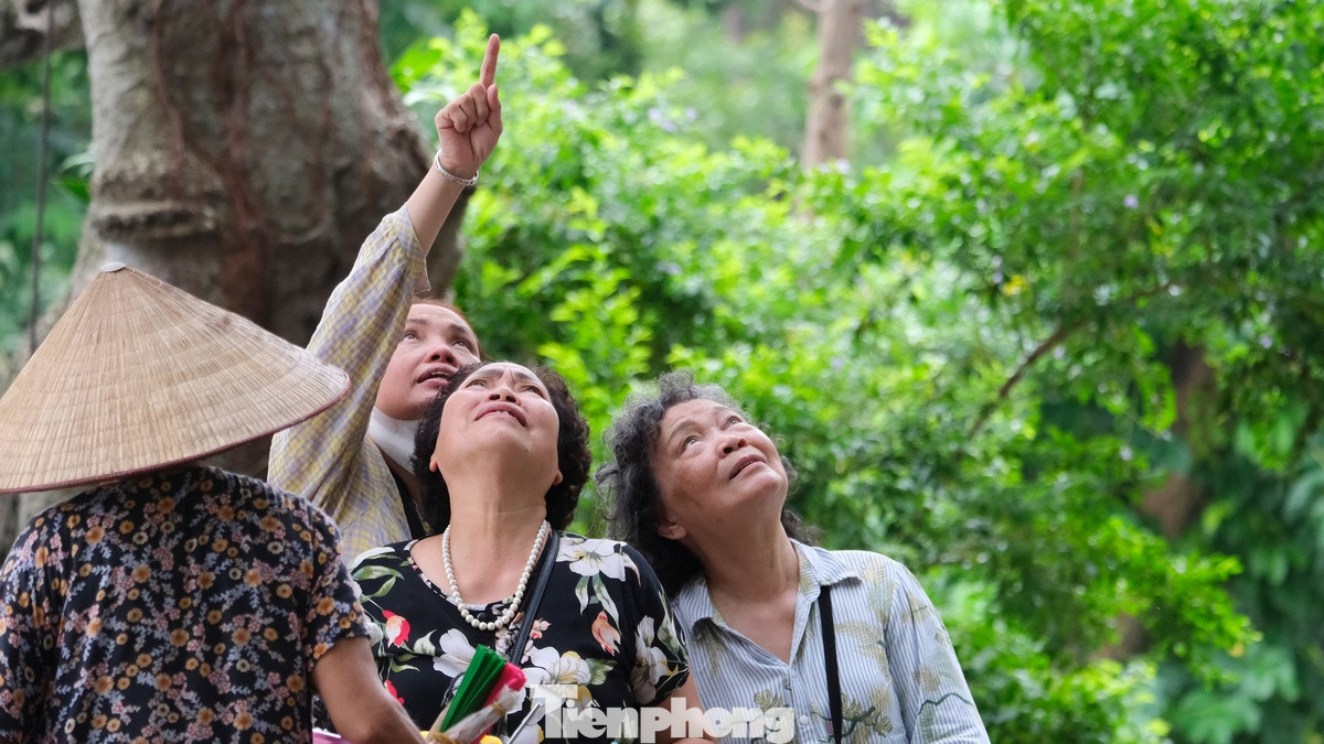 Du khách dễ dàng bắt gặp chim tự nhiên về khu vực giữa trung tâm Hà Nội làm tổ và kiếm ăn. Du khách dễ dàng bắt gặp chim tự nhiên về khu vực giữa trung tâm Hà Nội làm tổ và kiếm ăn.