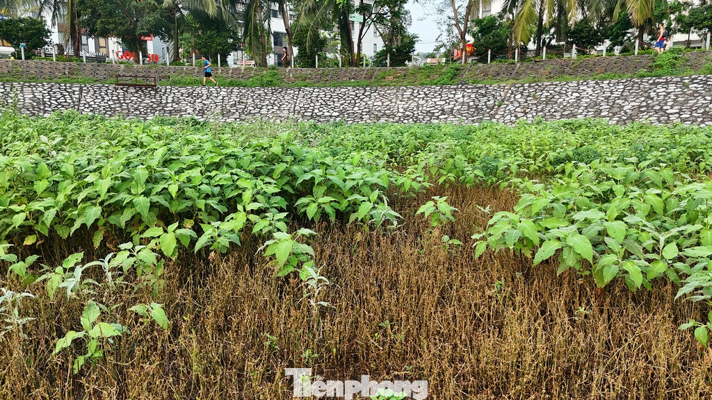 Cỏ mọc um tùm dưới lòng hồ, nhiều điểm cây dại mọc cao hơn đầu người