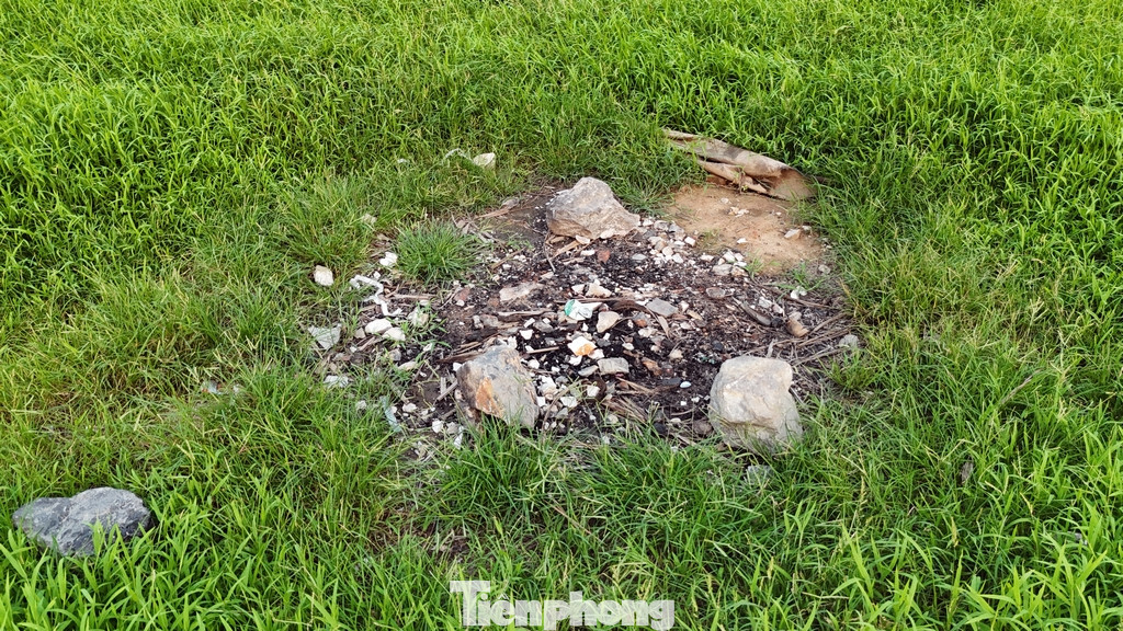 Cỏ mọc um tùm dưới lòng hồ, nhiều điểm cây dại mọc cao hơn đầu người