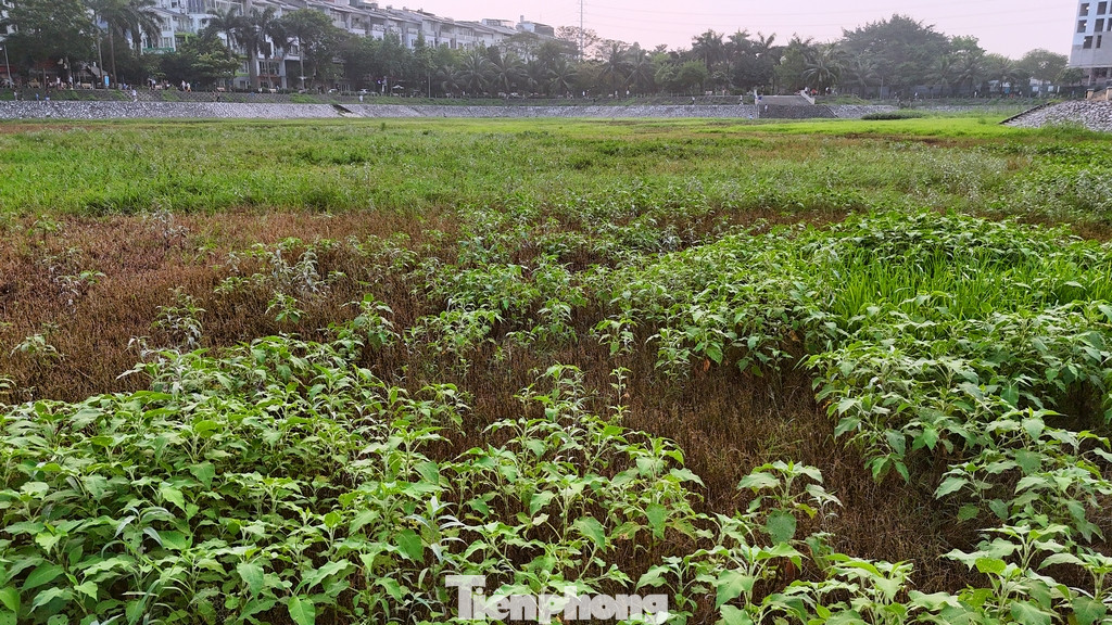 Cỏ mọc um tùm dưới lòng hồ, nhiều điểm cây dại mọc cao hơn đầu người