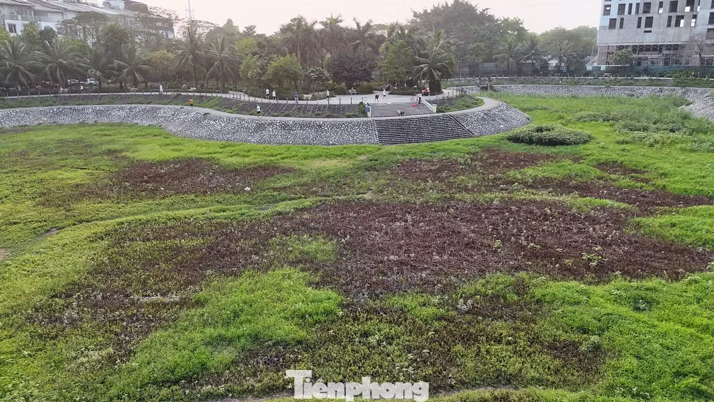 Cỏ mọc um tùm dưới lòng hồ, nhiều điểm cây dại mọc cao hơn đầu người