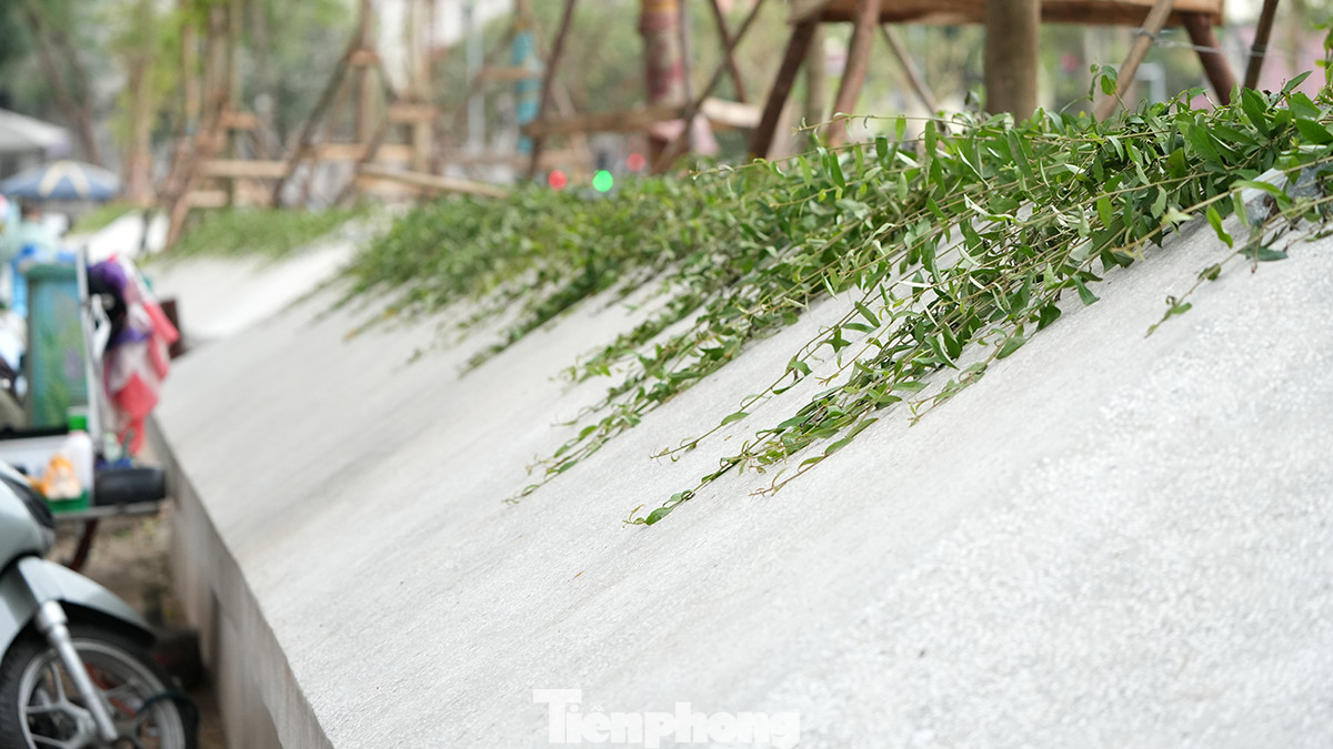 Cây xanh leo sẽ được trồng trong những ụ bê tông để khi cây phát triển sẽ phủ kín tạo cảm giác xanh tươi và hạn chế phần nào diện tích bê tông hóa của vườn hoa Vạn Xuân (Hàng Đậu). Cây xanh leo sẽ được trồng trong những ụ bê tông để khi cây phát triển sẽ phủ kín tạo cảm giác xanh tươi và hạn chế phần nào diện tích bê tông hóa của vườn hoa Vạn Xuân (Hàng Đậu).