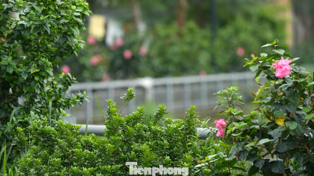 Quanh hồ được lắp đặt hệ thống lan can sắt cùng với thảm hoa, cây xanh đẹp mắt.