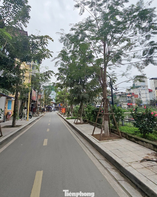 Cây bóng mát được trồng trên vỉa hè quanh hồ nay đã bén rễ mọc xanh tốt.