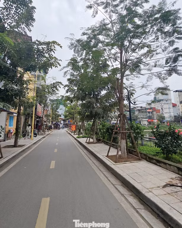 Cây bóng mát được trồng trên vỉa hè quanh hồ nay đã bén rễ mọc xanh tốt.