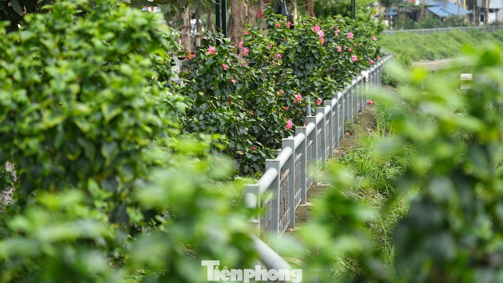 Quanh hồ được lắp đặt hệ thống lan can sắt cùng với thảm hoa, cây xanh đẹp mắt.