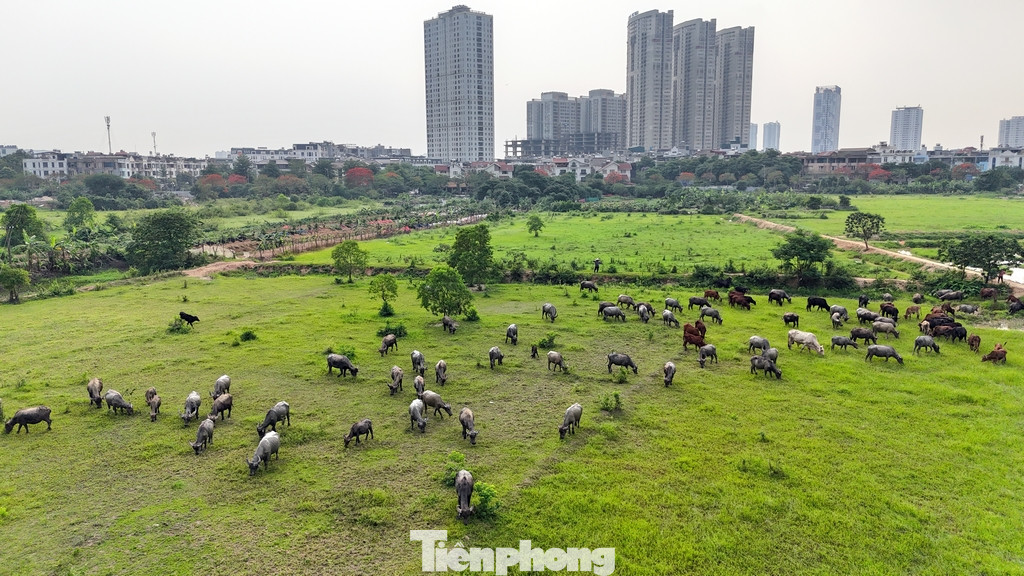 Tại báo cáo ĐTM, chủ đầu tư cũng nêu yếu tố nhạy cảm về môi trường khi thực hiện dự án. Đó là phải chuyển đổi mục đích sử dụng trên 302.200m2 đất lúa từ 2 vụ trở lên thành đất phi nông nghiệp để thực dự án; trong đó trên 63.346m2 đất thuộc phường Hà Cầu và 238.861m2 thuộc phường Kiến Hưng.