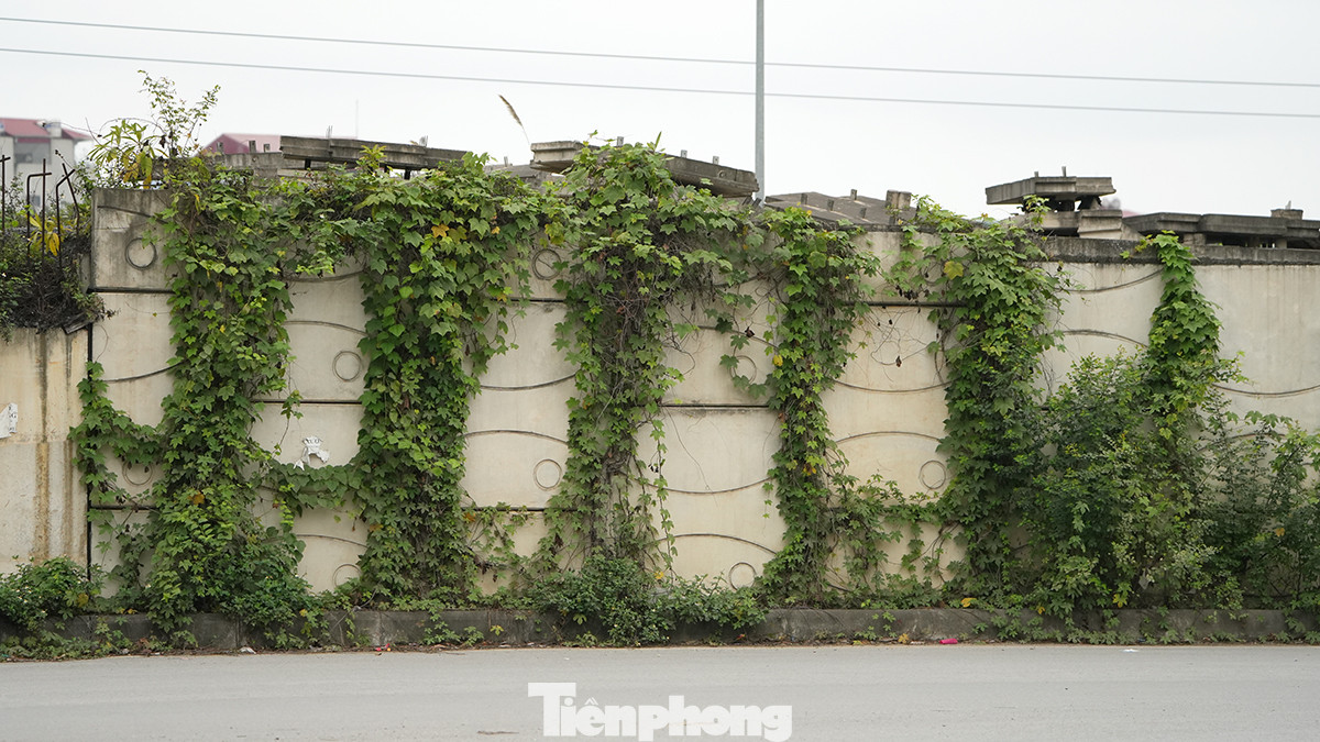 Cỏ dại mọc um tùm bao phủ dự án.