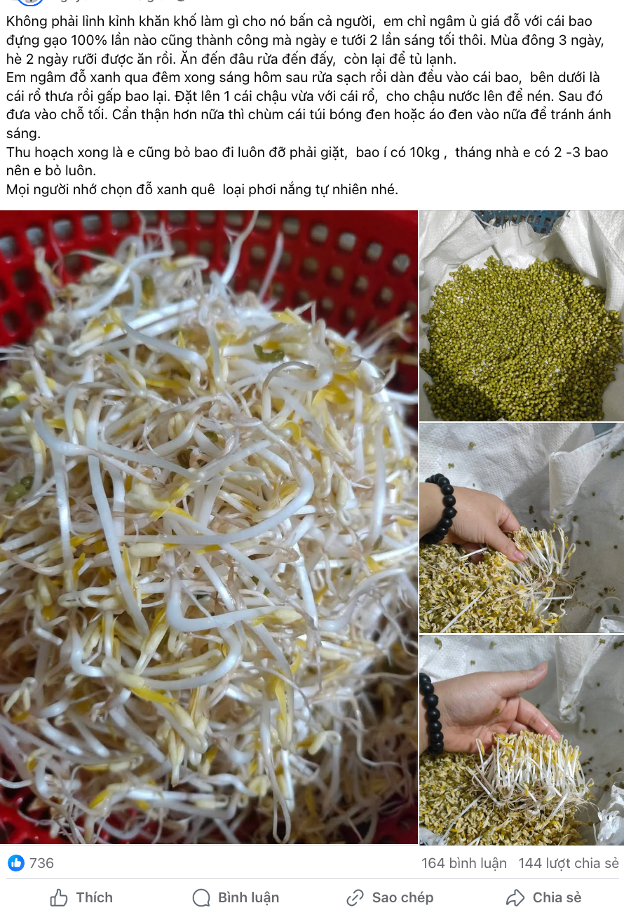 Cách làm giá đỗ với bao đựng gạo. Ảnh: FB