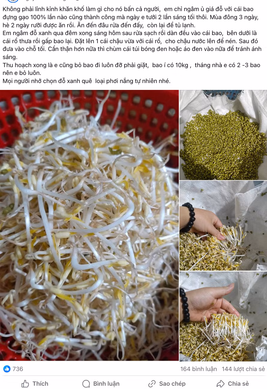 Cách làm giá đỗ với bao đựng gạo. Ảnh: FB