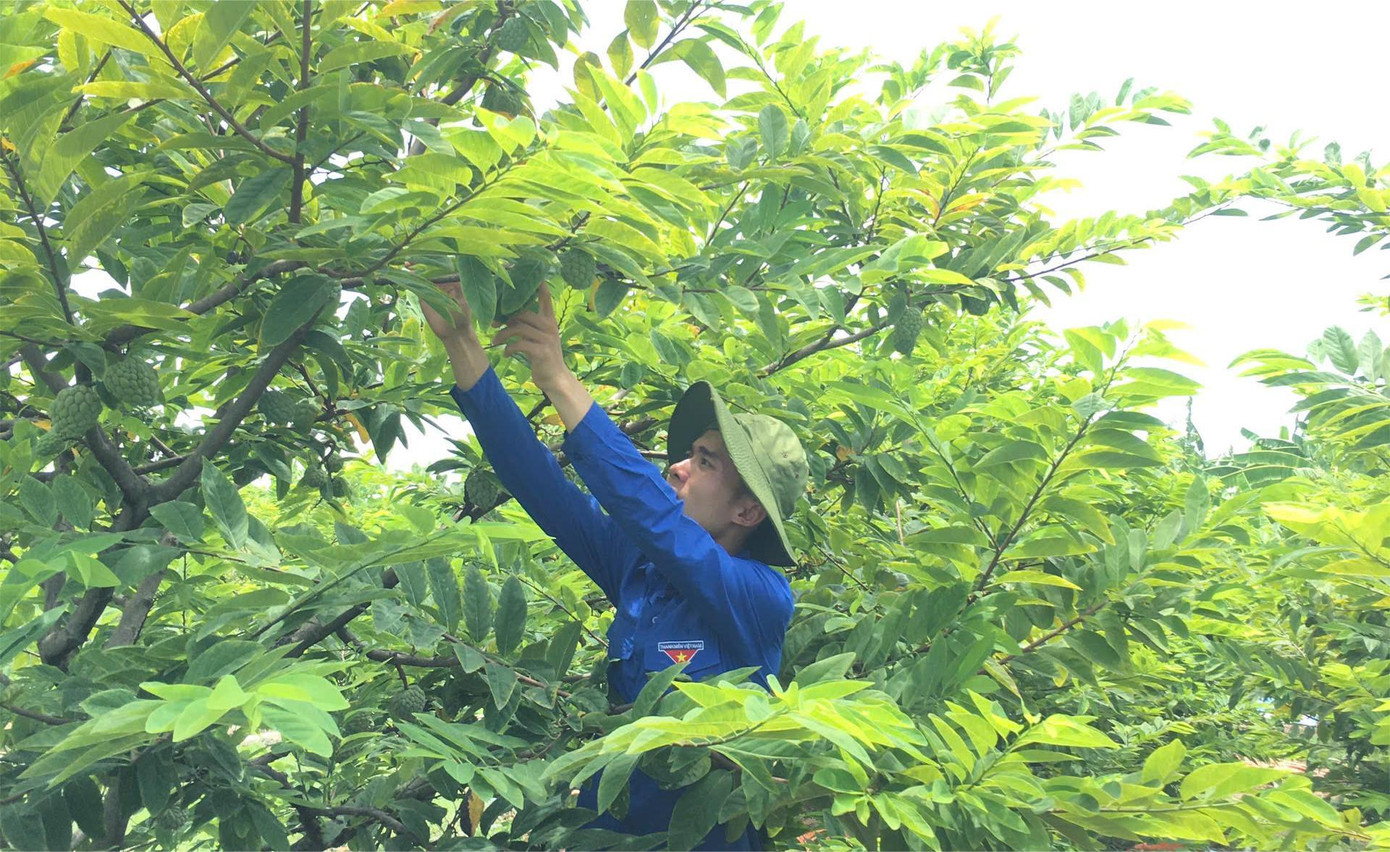 Anh Thắng đang ấp ủ ý tưởng chế biến na bở thành các sản phẩm khô như na sấy thăng hoa, na đóng hộp để tiếp cận với nhiều khách hàng hơn, không chỉ trong nước mà còn vươn ra thị trường quốc tế. Anh Thắng đang ấp ủ ý tưởng chế biến na bở thành các sản phẩm khô như na sấy thăng hoa, na đóng hộp để tiếp cận với nhiều khách hàng hơn, không chỉ trong nước mà còn vươn ra thị trường quốc tế.