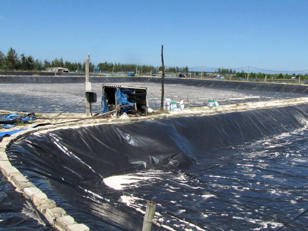 Mỗi hécta ao nuôi tôm chân trắng hiện có giá trị đầu tư hạ tầng xấp xỉ 1 tỷ đồng. Ảnh: Ngọc Văn. Mỗi hécta ao nuôi tôm chân trắng hiện có giá trị đầu tư hạ tầng xấp xỉ 1 tỷ đồng. Ảnh: Ngọc Văn