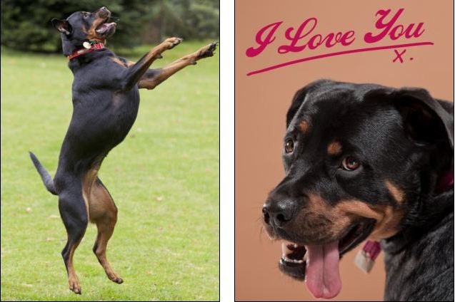 Scarlett thật ra không quá hung dữ