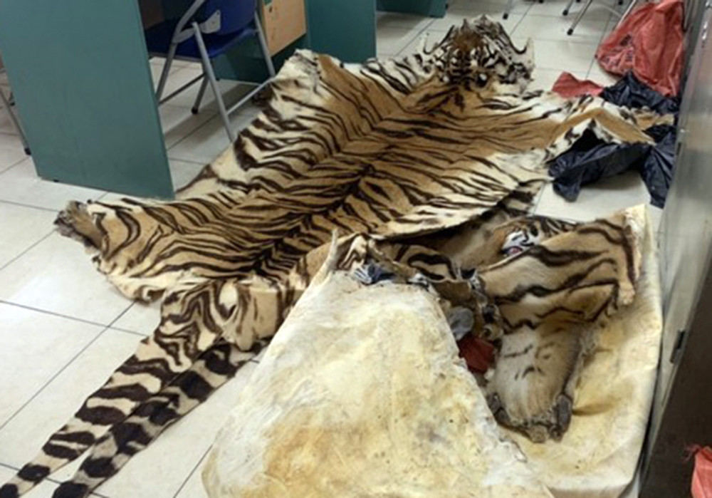 Da hổ cơ quan chức năng thu giữ.