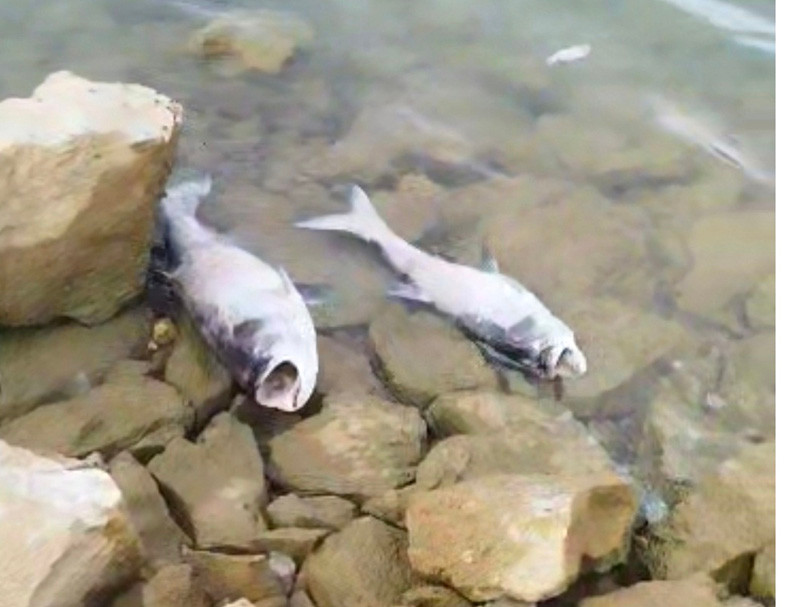 Cá chết dạt vào bờ ở hồ thuỷ lợi Rào Đá.