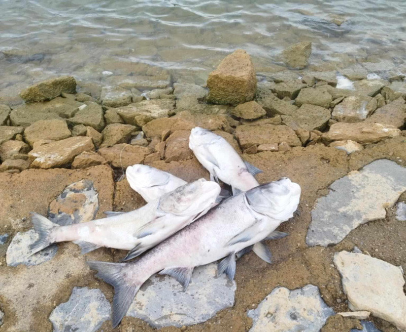 Có những con cá mè nặng đến vài kilogam.