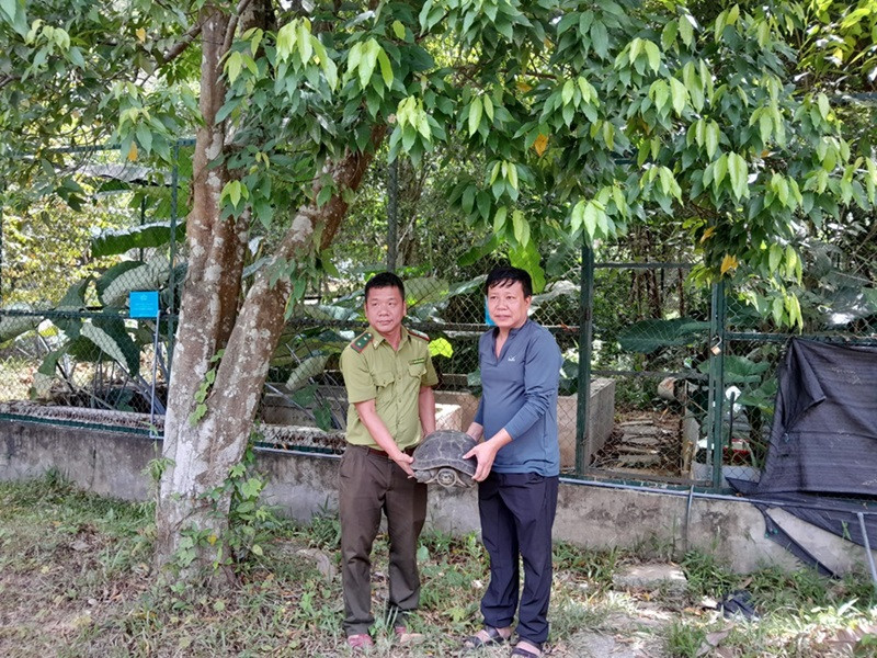 Trung tâm cứu hộ tiếp nhận cá thể rùa do người dân tự nguyện giao nộp.