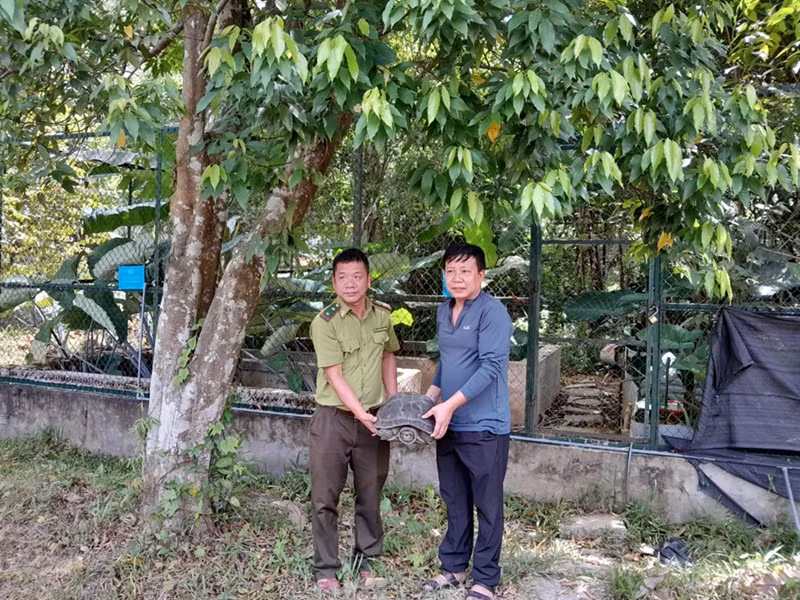 Trung tâm cứu hộ tiếp nhận cá thể rùa do người dân tự nguyện giao nộp. Trung tâm cứu hộ tiếp nhận cá thể rùa do người dân tự nguyện giao nộp.