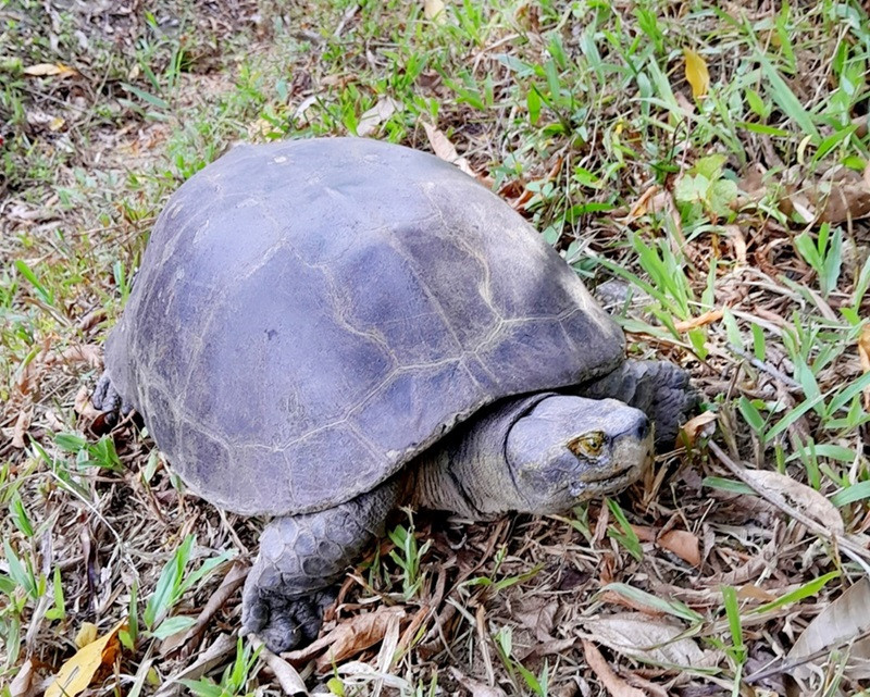 Rùa răng là loại động vật quý hiếm, thuộc nhóm IIB.