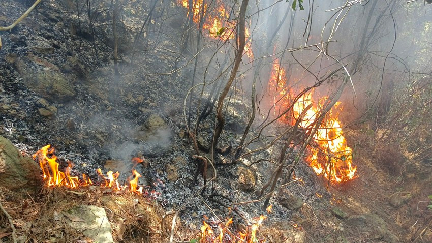 Chính quyền đã huy động gần 500 người tham gia dập lửa. Chính quyền đã huy động gần 500 người tham gia dập lửa.
