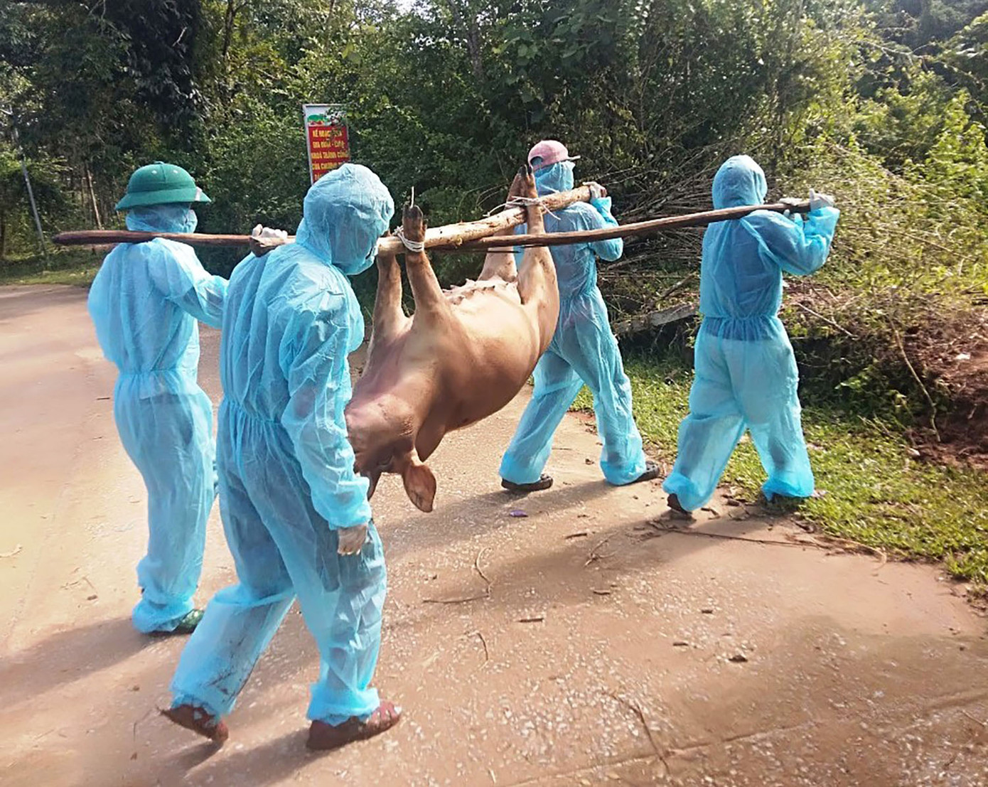 Lực lượng chức năng đưa lợn bị dịch bệnh đi tiêu huỷ.