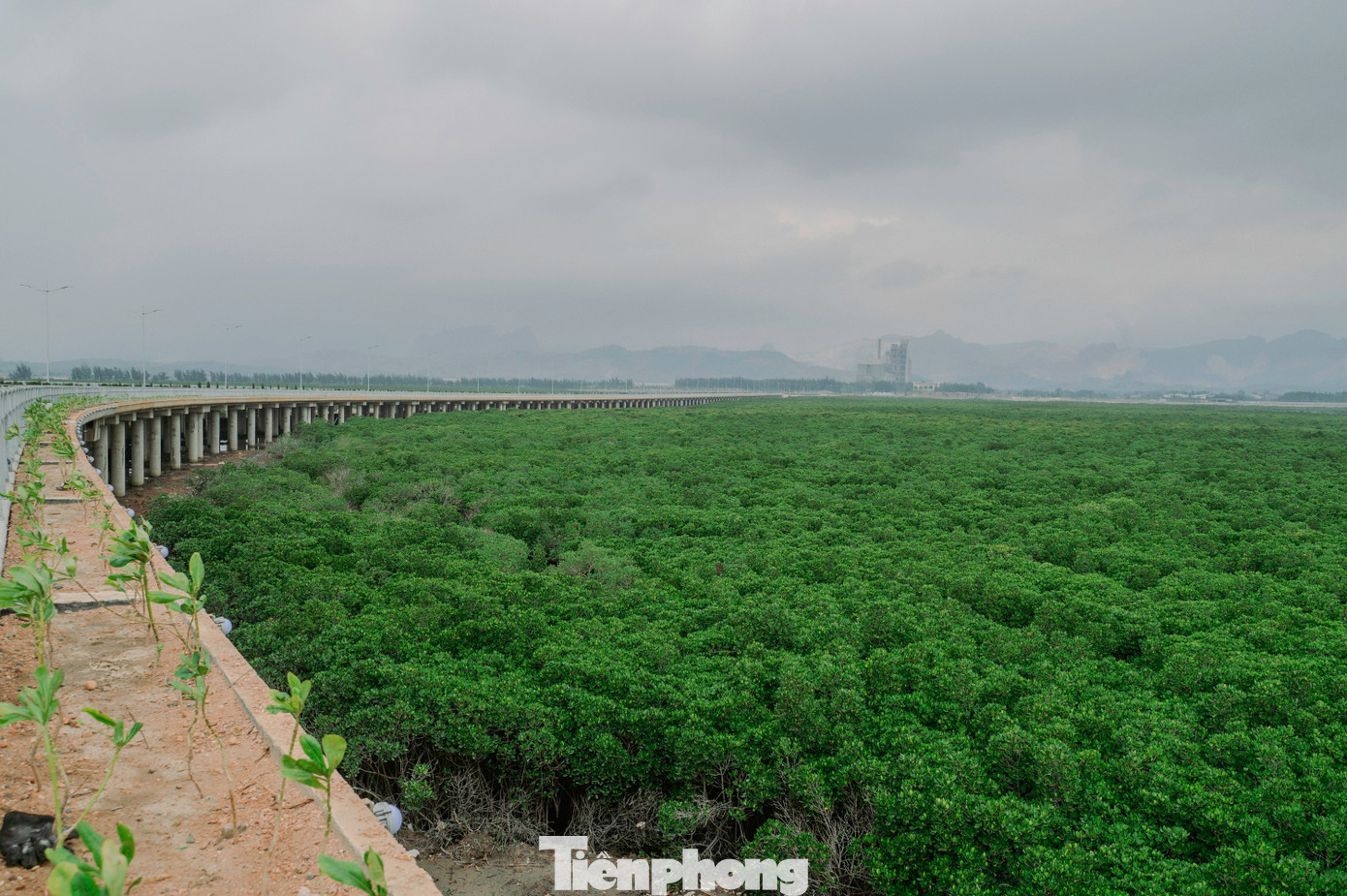 Đến thời điểm hiện tại, sau hơn một năm hoàn thành và đưa cầu Bình Minh đi vào hoạt động, những cánh rừng ngập mặn hai bên cầu đang tiếp tục phát triển mạnh tạo cảnh quan và điểm nhấn độc đáo cho thành phố Hạ Long nói riêng và tỉnh Quảng Ninh nói chung.