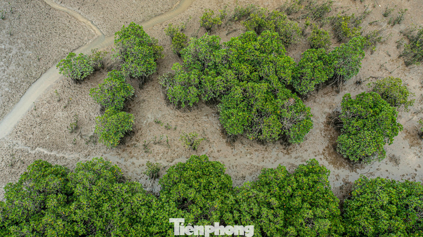 Trao đổi với báo Tiền Phong, đại diện Ban quản lý dự án đầu tư xây dựng các công trình dân dụng và công nghiệp tỉnh Quảng Ninh, cho biết vào thời điểm xây dựng để tránh ảnh hưởng, tác động đến hệ sinh thái rừng ngập mặn khu vực, Quảng Ninh đã quyết định điều chỉnh thiết kế hướng tuyến bám theo hệ thống lạch sông.