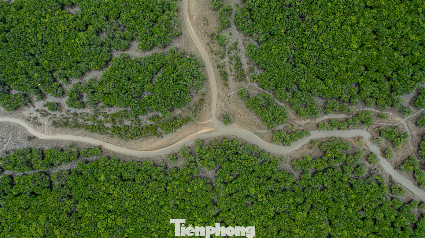 Trao đổi với báo Tiền Phong, đại diện Ban quản lý dự án đầu tư xây dựng các công trình dân dụng và công nghiệp tỉnh Quảng Ninh, cho biết vào thời điểm xây dựng để tránh ảnh hưởng, tác động đến hệ sinh thái rừng ngập mặn khu vực, Quảng Ninh đã quyết định điều chỉnh thiết kế hướng tuyến bám theo hệ thống lạch sông.