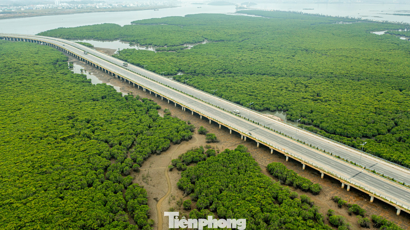 Bằng cách thay phần đường dẫn bằng cầu dẫn và dịch sang hướng khác bám theo lạch sông đã hạn chế tác động đến khoảng 70% diện tích rừng ngập mặn bị ảnh hưởng so với thiết kế ban đầu là làm đường dẫn.