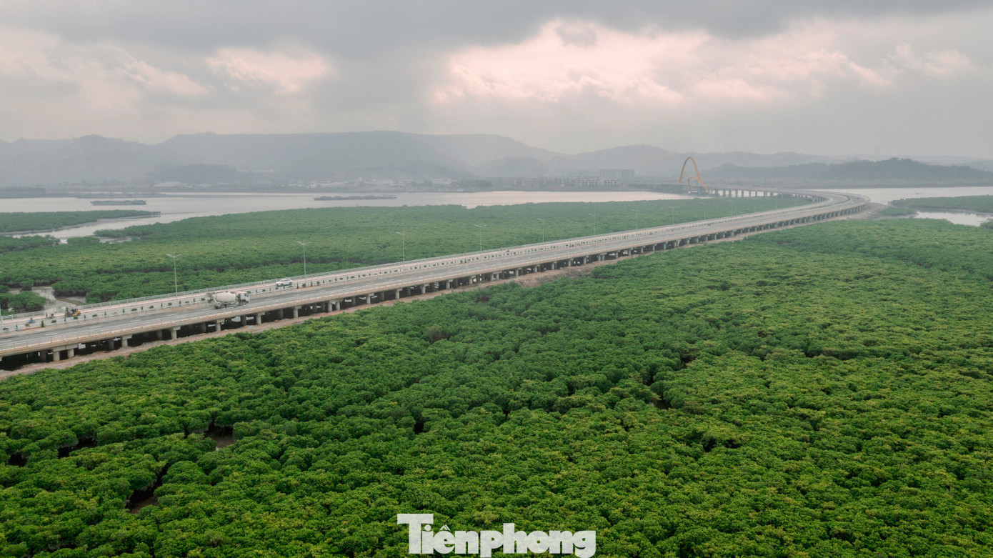 Điểm đặc biệt của cầu Bình Minh là đi xuyên qua giữa rừng ngập mặn rộng lớn nằm ven bờ vịnh Cửa Lục.