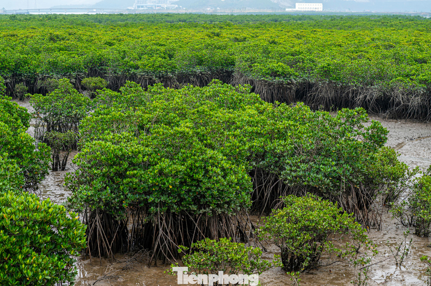 Đến thời điểm hiện tại, sau hơn một năm hoàn thành và đưa cầu Bình Minh đi vào hoạt động, những cánh rừng ngập mặn hai bên cầu đang tiếp tục phát triển mạnh tạo cảnh quan và điểm nhấn độc đáo cho thành phố Hạ Long nói riêng và tỉnh Quảng Ninh nói chung.