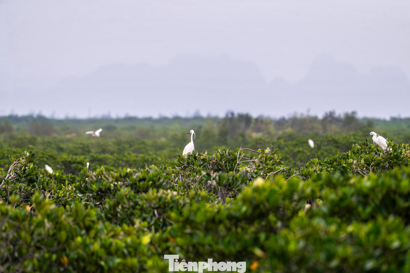 Trong định hướng phát triển, Quảng Ninh luôn coi trọng bảo vệ môi trường, bảo vệ tài nguyên đa dạng sinh học, coi đây là nhiệm vụ mang tính chiến lược, là yêu cầu cấp thiết nhằm đảm bảo các mục tiêu phát triển hiện tại và bền vững trong tương lai.