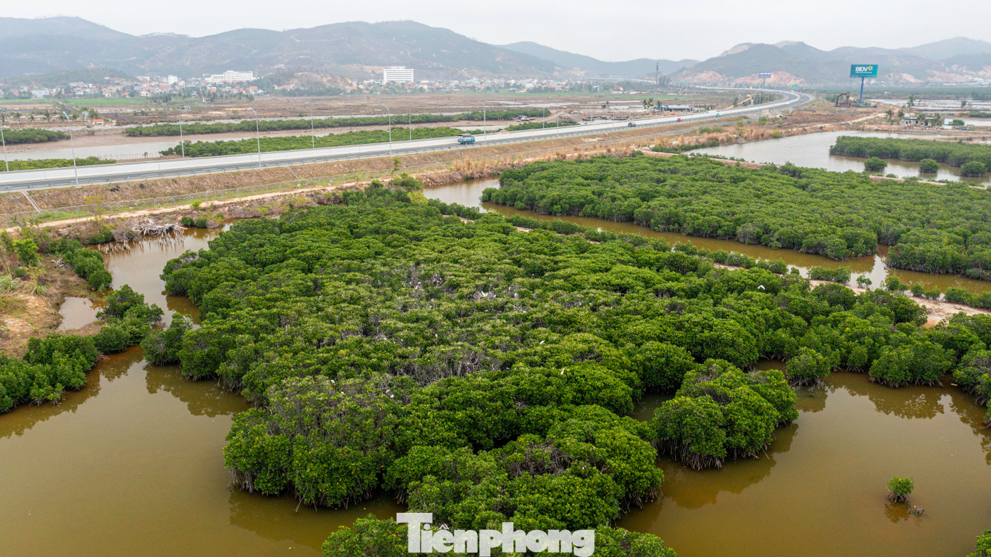 Những ngày gần đây, người dân đi trên đường cao tốc Hạ Long - Hải Phòng đoạn nút giao Minh Khai xuống TP Hạ Long (tỉnh Quảng Ninh) bất ngờ với hình ảnh đàn cò trắng bay về khoảng rừng ngập mặn ngay cạnh cao tốc để làm tổ.
