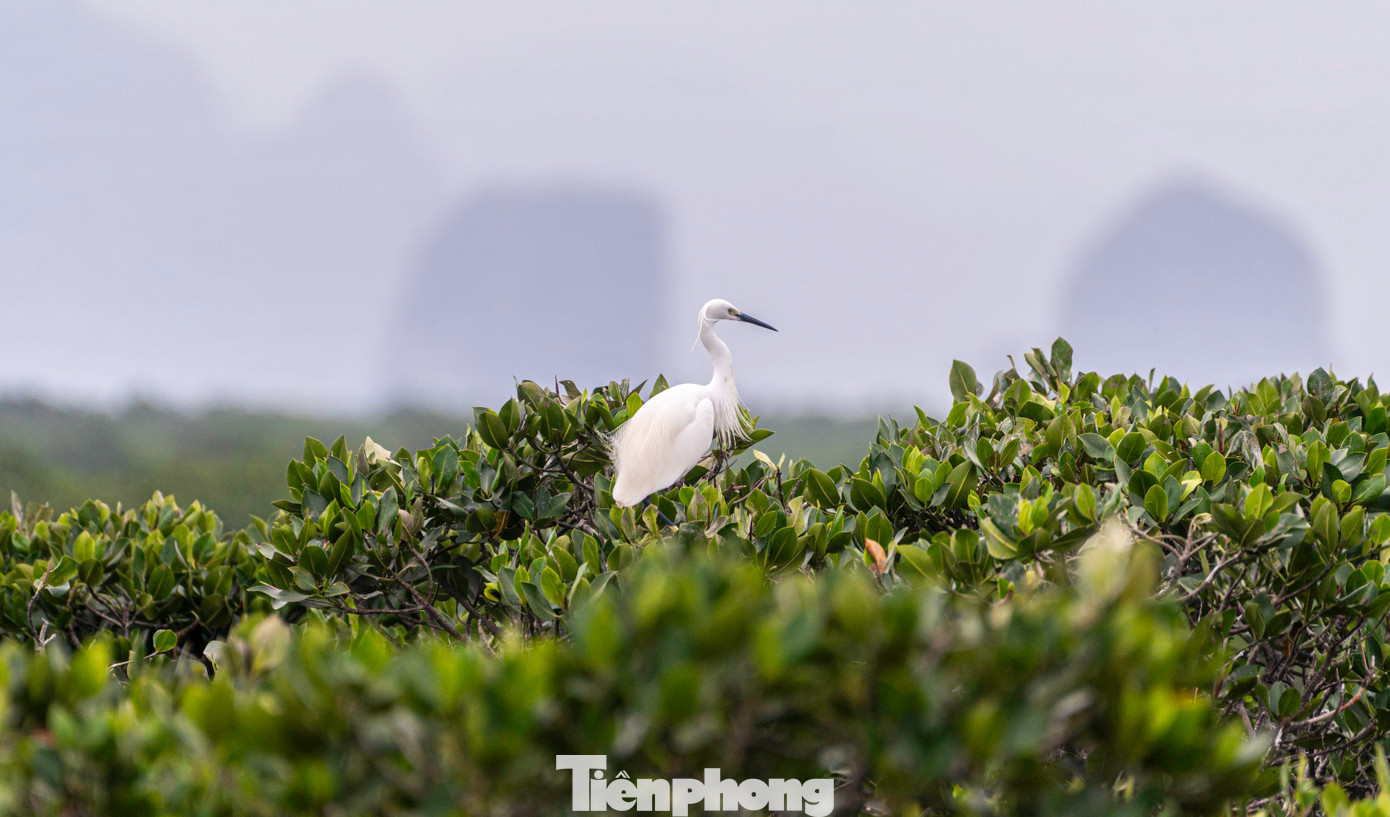 Trong định hướng phát triển, Quảng Ninh luôn coi trọng bảo vệ môi trường, bảo vệ tài nguyên đa dạng sinh học, coi đây là nhiệm vụ mang tính chiến lược, là yêu cầu cấp thiết nhằm đảm bảo các mục tiêu phát triển hiện tại và bền vững trong tương lai.