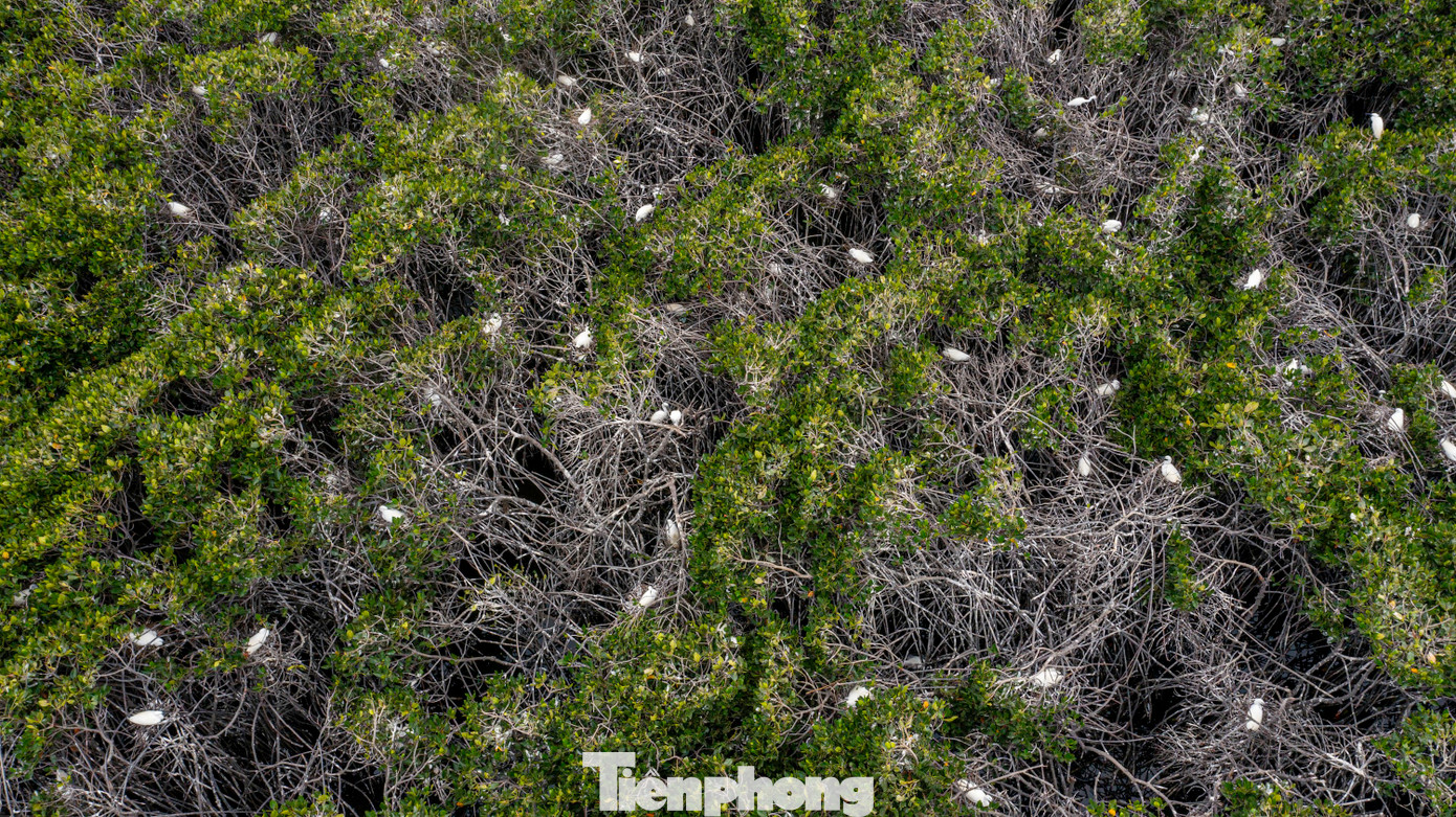 Hình ảnh cò làm tổ trắng cả một góc rừng ngập mặn.