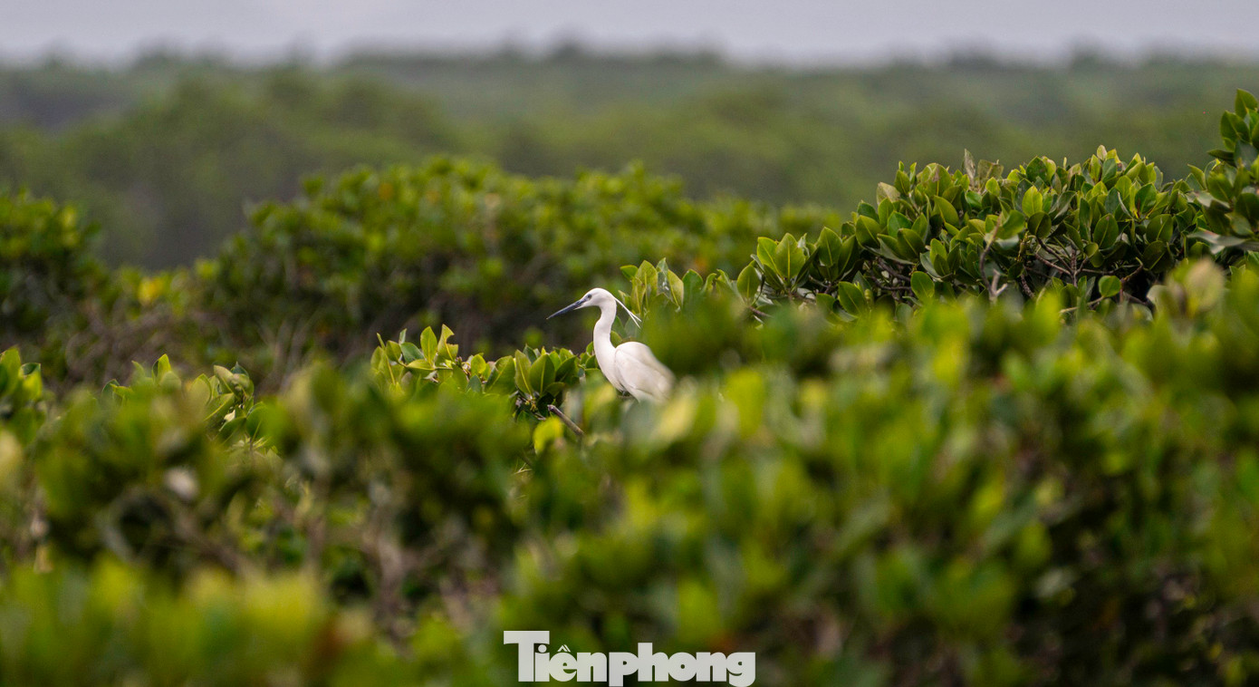 Theo một số chuyên gia , đặc tính của loài cò là xuất hiện ở nơi yên tĩnh, môi trường trong lành, có sẵn thức ăn.