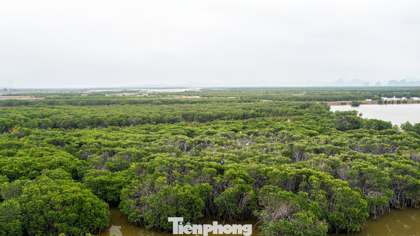 Trong định hướng phát triển, Quảng Ninh luôn coi trọng bảo vệ môi trường, bảo vệ tài nguyên đa dạng sinh học, coi đây là nhiệm vụ mang tính chiến lược, là yêu cầu cấp thiết nhằm đảm bảo các mục tiêu phát triển hiện tại và bền vững trong tương lai.