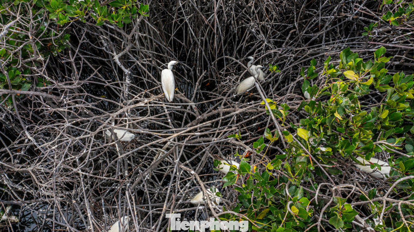 Chúng thường làm tổ ngay phần thân giữa rừng ngập mặn.