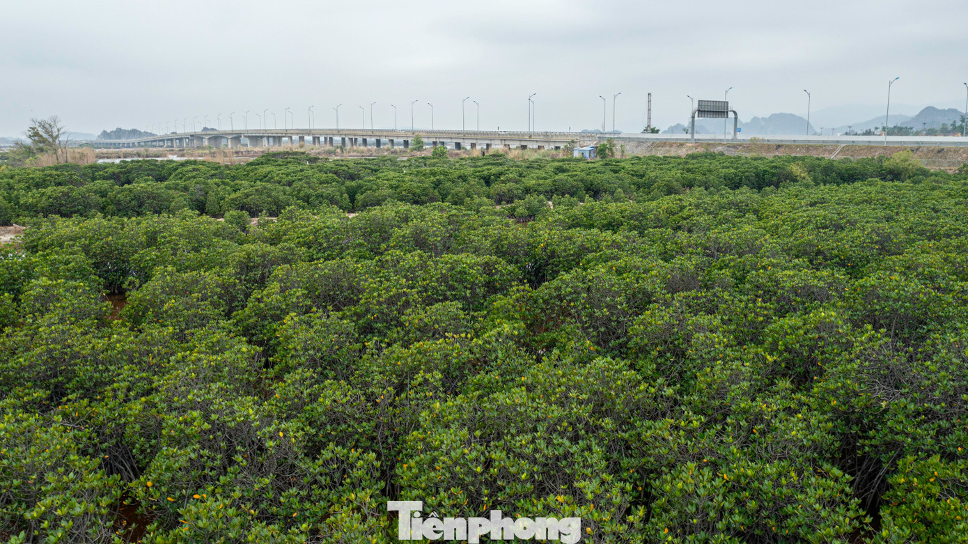 Đây là tuyến rừng ngập mặn lớn nhất chạy dọc cao tốc Hạ Long - Hải Phòng nằm trên địa giới TP Hạ Long và thị xã Quảng Yên.