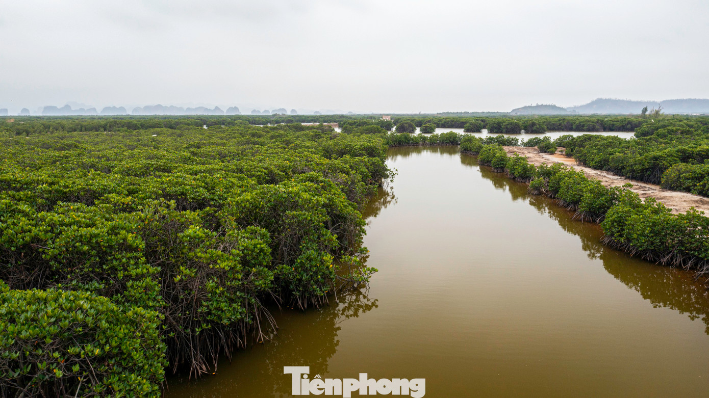 Đây là tuyến rừng ngập mặn lớn nhất chạy dọc cao tốc Hạ Long - Hải Phòng nằm trên địa giới TP Hạ Long và thị xã Quảng Yên.