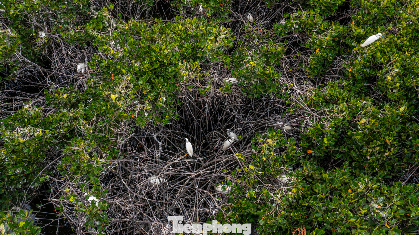 Chúng thường làm tổ ngay phần thân giữa rừng ngập mặn.