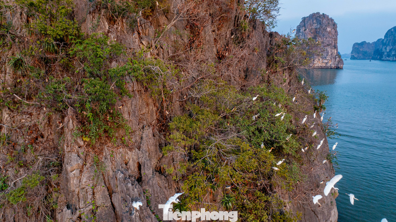 Hình ảnh đàn cò đi kiếm ăn và làm tổ tại núi đá thuộc vịnh Hạ Long.