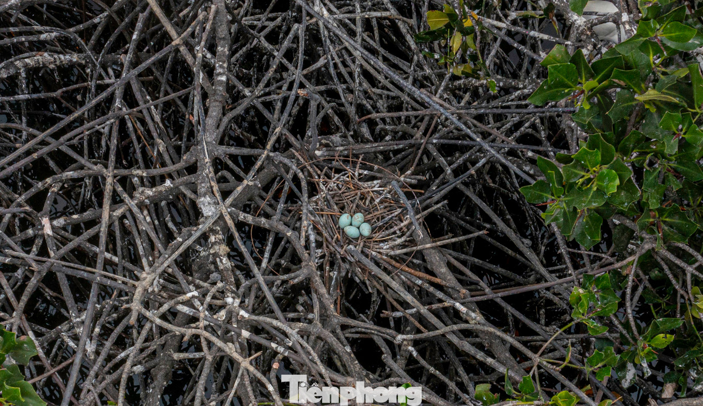 Việc nguồn thức ăn phong phú cùng với điều kiện sống lý tưởng khiến nhiều năm trở về đây, cò thường xuyên tới khu vực này làm tổ, đẻ trứng.