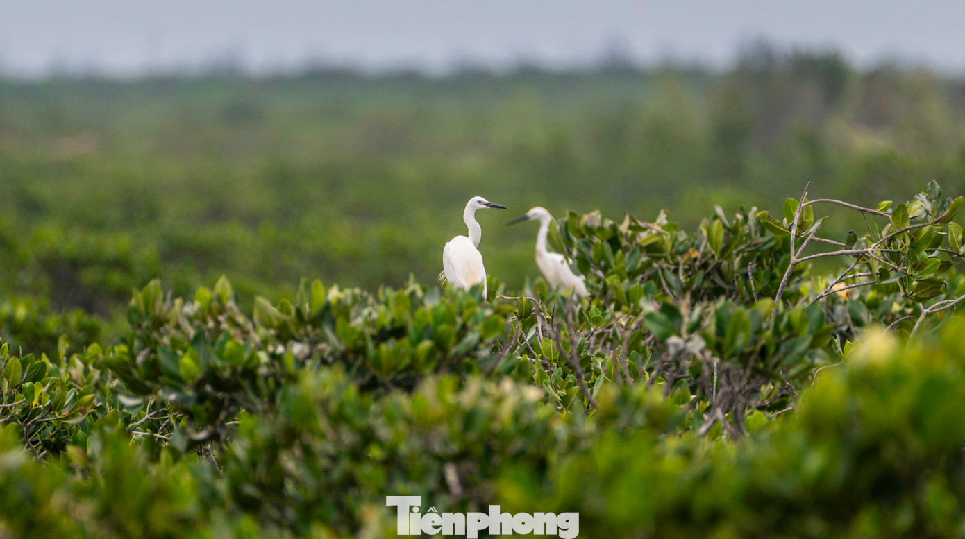 Hình ảnh những đàn cò, đàn chim trời trở về sinh sống trong mỗi mùa di cư, hay ở lại sống tại các vùng đất, vùng nước tự nhiên chính là minh chứng cho những nỗ lực hiện thực hóa mục tiêu này.