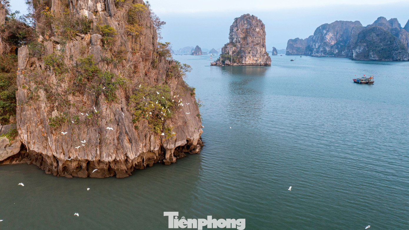 Nhiều khách du lịch trên hải trình tham quan vịnh Hạ Long không khỏi ngỡ ngàng, thích thú khi được ngắm hình ảnh đàn cò trắng sải cánh trên mặt biển tìm nơi trú ngụ.