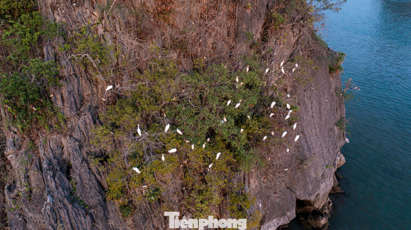 Hình ảnh đàn cò đi kiếm ăn và làm tổ tại núi đá thuộc vịnh Hạ Long.