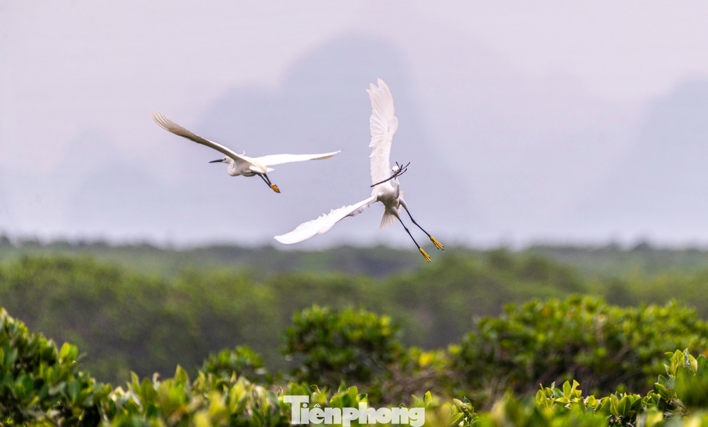 Loài cò thường di cư đến Vịnh Hạ Long để tìm kiếm thức ăn tầm tháng 3 và tháng 9. Việc đàn cò xuất hiện nhiều như hiện nay cho thấy trên vịnh có nguồn lợi thủy sinh tốt, thuận lợi để cò tìm kiếm thức ăn.